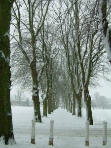 The avenue of trees at the Leys on a very snowy day