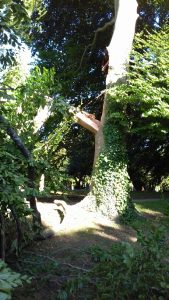 The splintered Beech in Tower Hill Cemetery