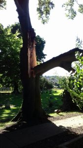 The splintered Beech in Tower Hill Cemetery