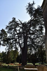 The fractured canopy of the Cedar