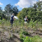 Data Collection day at Witney Tiny Forest Sep 2020