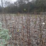 Witney Tiny Forest Winter Visit Jan 2021