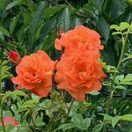 Roses in Burwell Community Garden