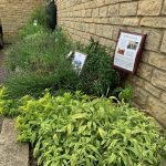 Edible Gardens, vegetable bed in Langdale Court