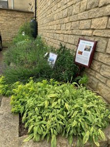 Edible Garden Group Flower Bed