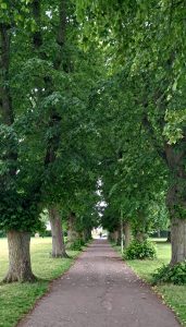 an avenue of trees 