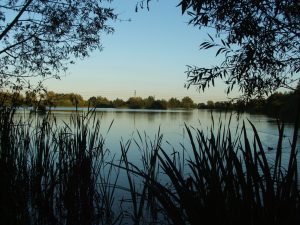 Lake with silhouetted reeds