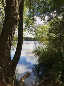 A view of a lake through trees
