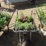 floral barrow